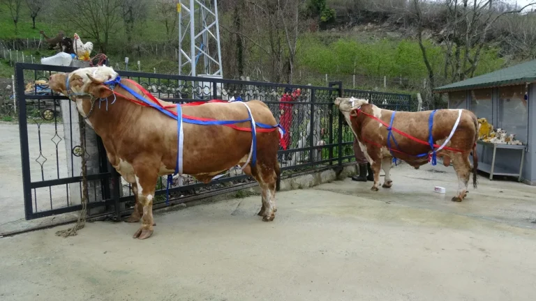 Samsun’da Kurbanlık Alana Umre Hediyesi!