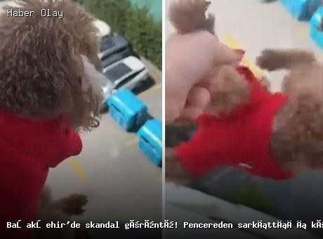 Başakşehir’de hayvanseverleri üzen olay: Pencereden düşme tehlikesi