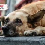 Başıboş Köpek Sorunu: Türkiye’de Temizlik Oranı Yüzde 78