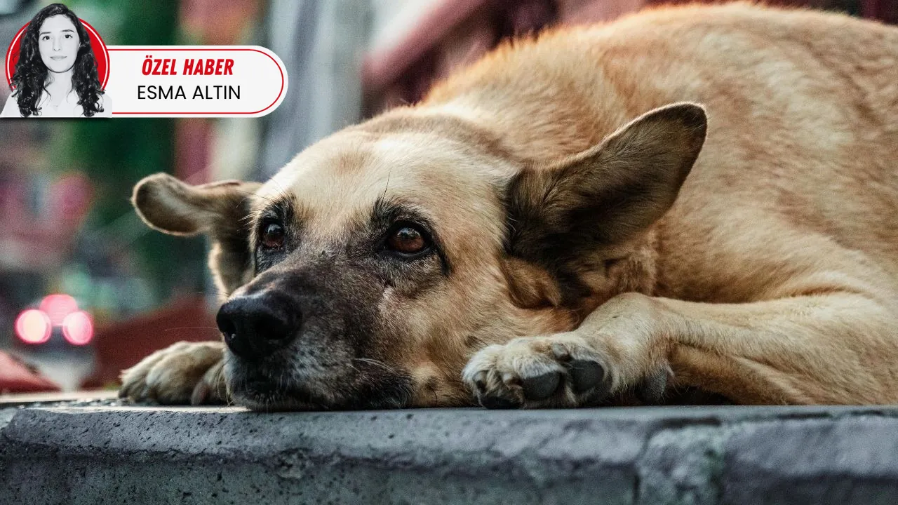 Başıboş Köpek Sorunu: Türkiye’de Temizlik Oranı Yüzde 78