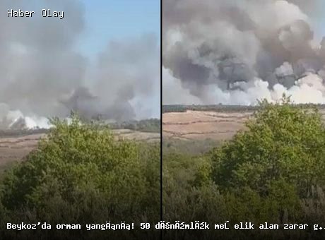 Beykoz’da orman yangını: 50 dönüm alan zarar gördü