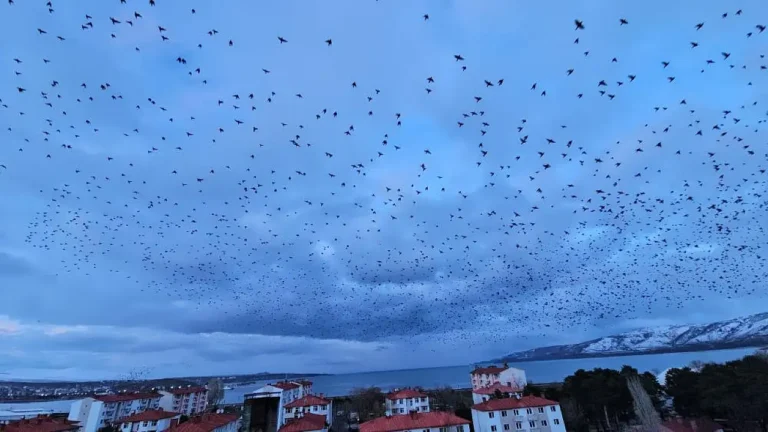 Bitlis’te Sığırcıkların Görsel Şöleni: Neden Bu Kadar Etkileyici?