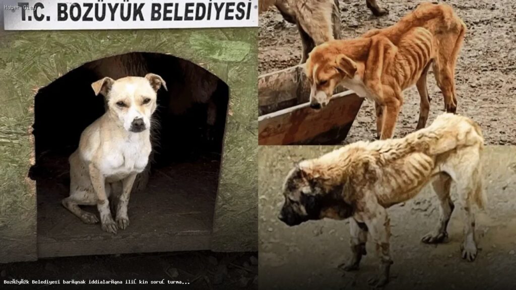 Bozüyük Belediyesi’nin Hayvan Barınağı Soruşturması Neden Başlatıldı?