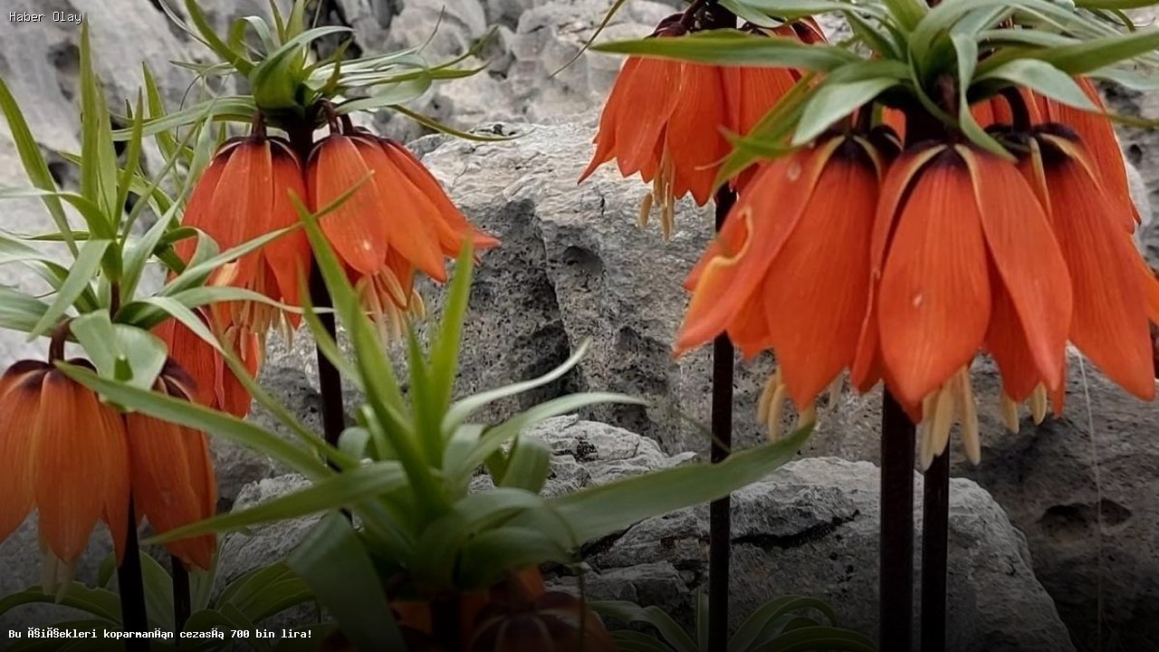 Ters Lale Koruma Cezası Neden 700 Bin Lira?
