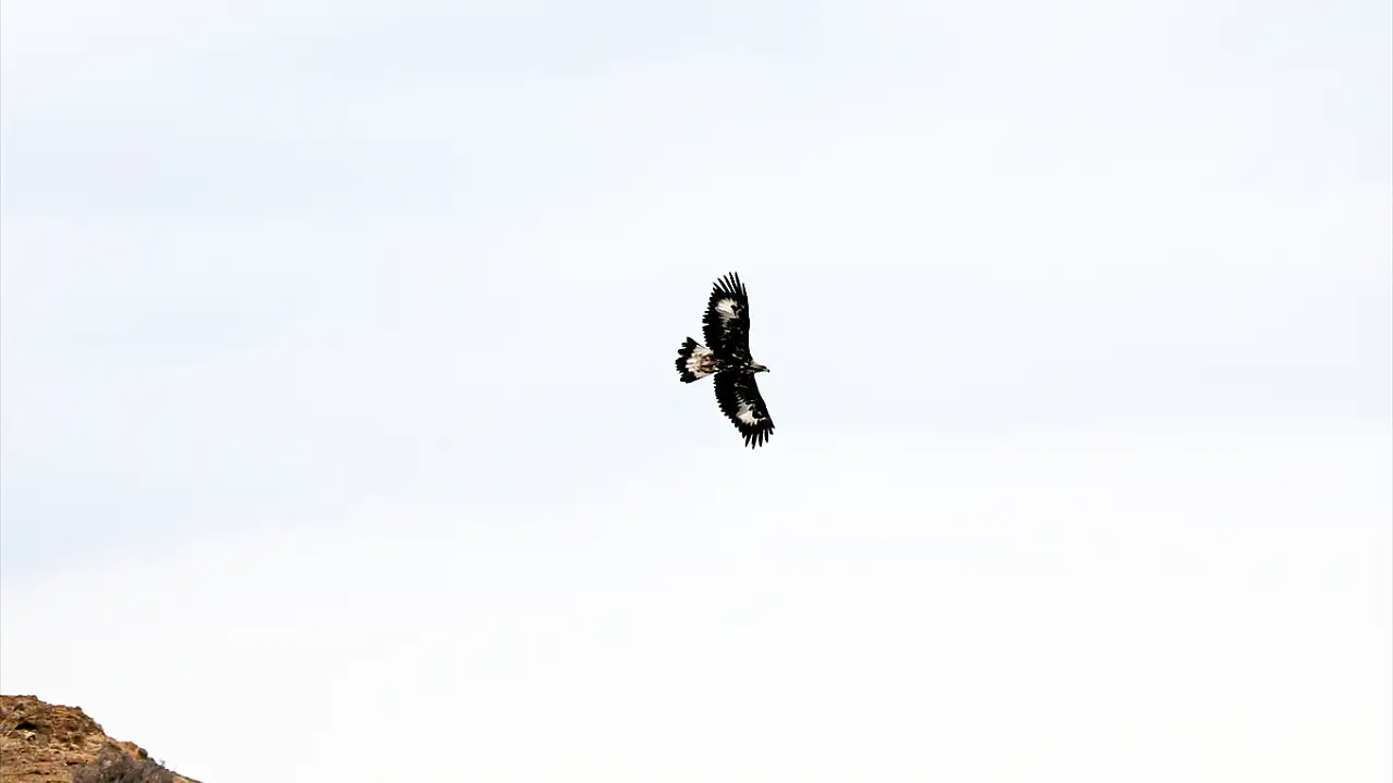 Iğdır’da Kaya Kartalı Avlanırken Görüntülendi