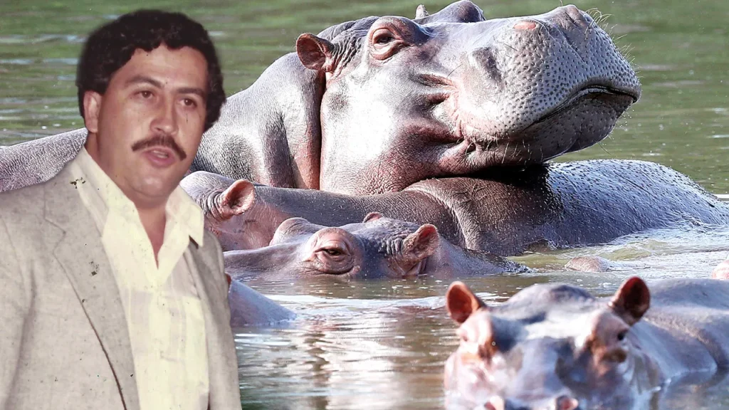 Kolombiya’da Escobar’ın Su Aygırları İçin İtlaf Kararı Alındı
