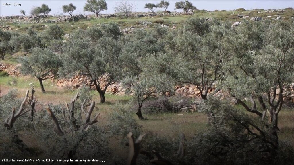 Ramallah’ta Zeytin Ağaçlarına Saldırı: 200 Ağaç Yok Edildi