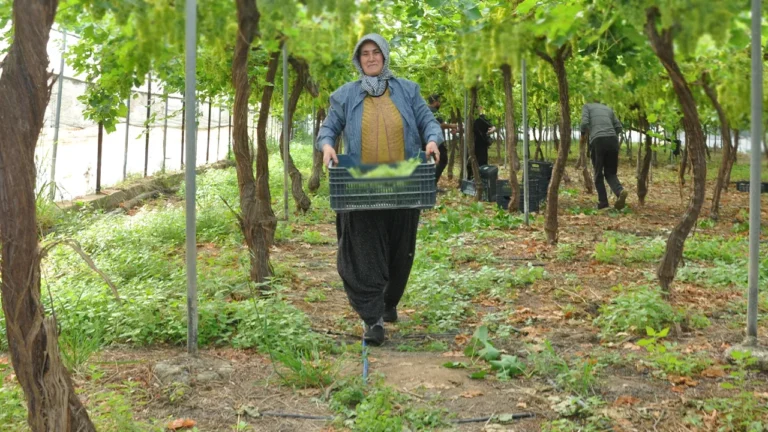 Üzüm Hasadı Başladı: Kilogramı 350 Lira