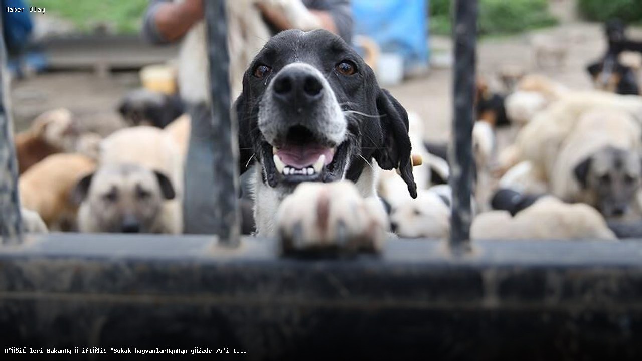İçişleri Bakanı Çiftçi: Sokak Hayvanlarının Yüzde 75’i Toplandı