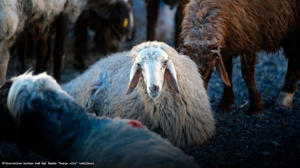 Kurban Bağışında Kopya Site Tehlikesi: Nelere Dikkat Edilmeli?