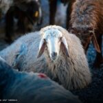 Kurban Bağışında Kopya Site Tehlikesi: Nelere Dikkat Edilmeli?