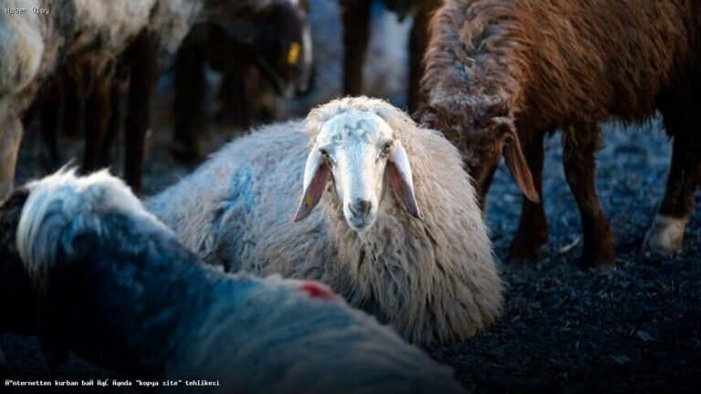 Kurban Bağışında Kopya Site Tehlikesi: Nelere Dikkat Edilmeli?