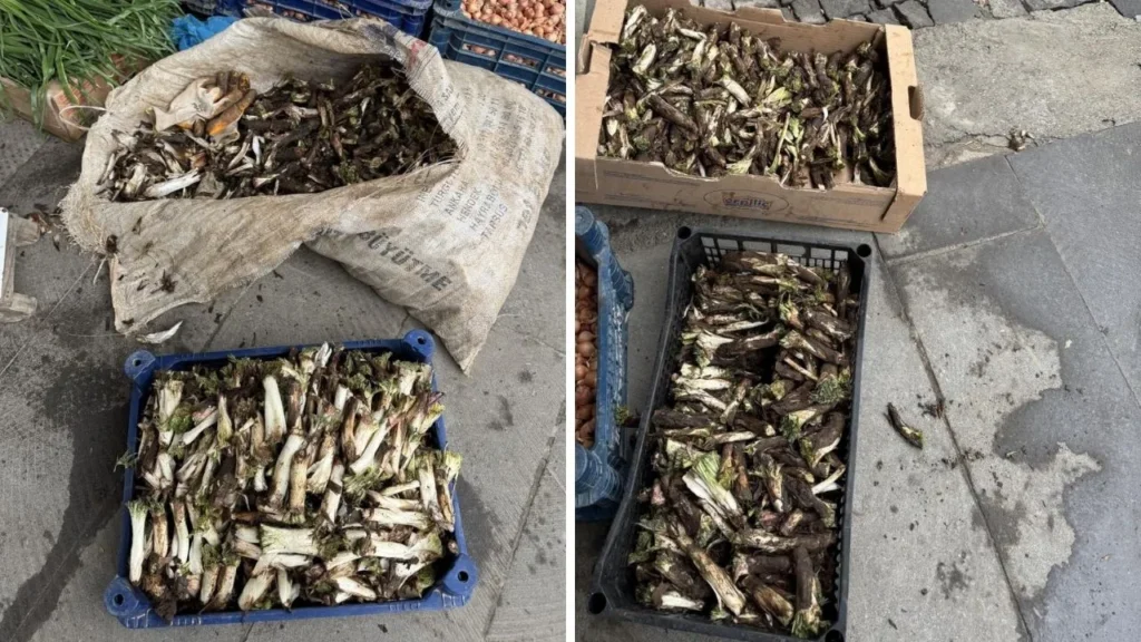 Kenger Bitkisi: Doğadan Sofralara 250 TL’ye