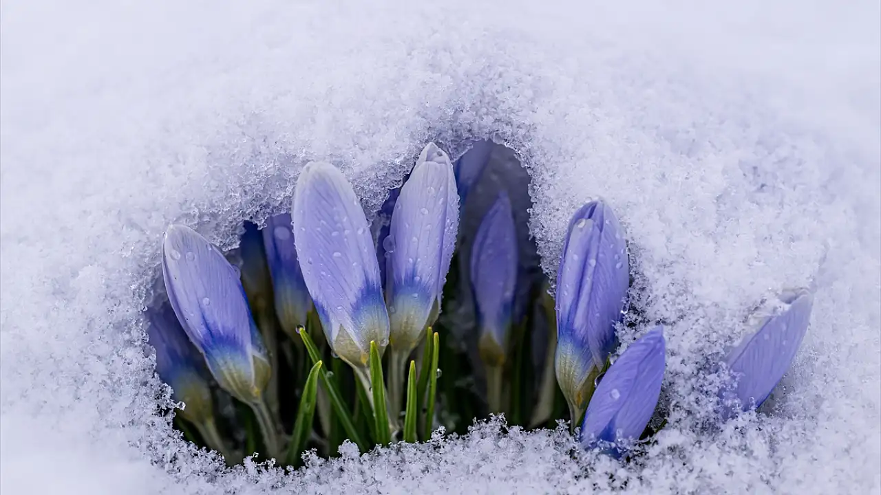 Kars’ta Bahar Karla Yeniden Kapatıldı