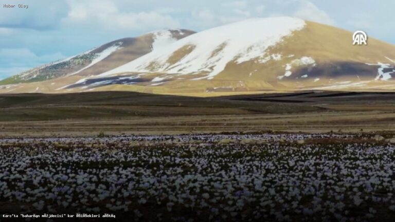 Kars’ta Bahar Coşkusu: Kar Çiçeklerinin Gelişi