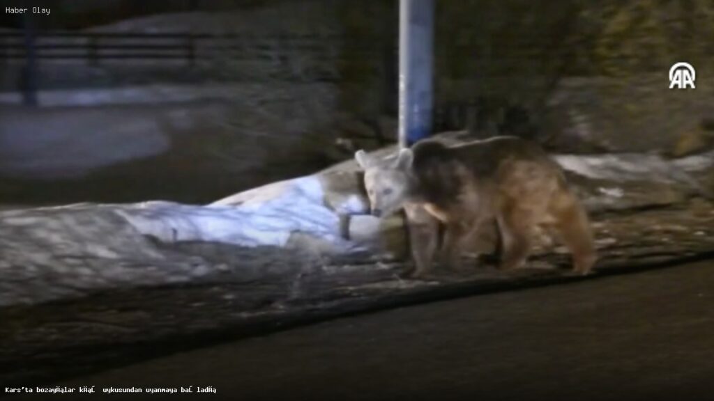 Kars’ta Bozayıların İlkbahar Uyanışı ve Doğal Yaşam