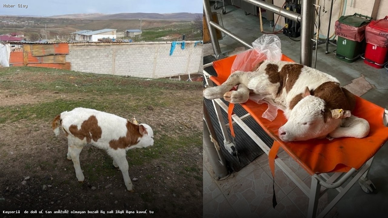 Kayseri’de Doğuştan Anüssüz Buzağı Ameliyatla Kurtarıldı