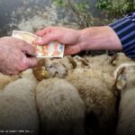 Kayseri’de Kurbanlık Durumu ve Fiyatlar 2026 Öncesi