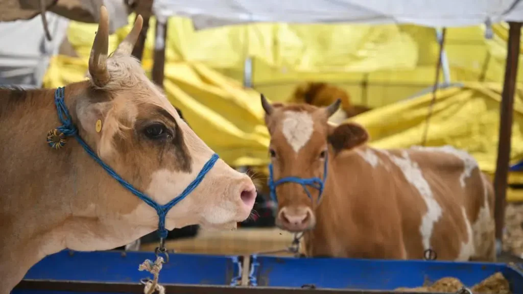 2026 Kurban Bayramı’nda Cezalar Neler Olacak?