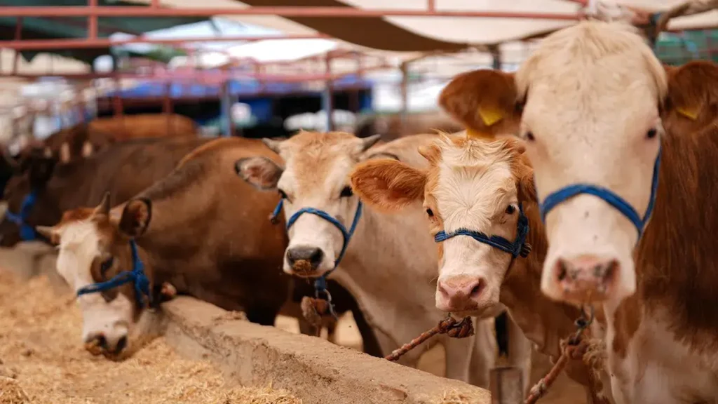2026 Kurban Fiyatları: Koyun, Dana ve Keçi Ne Kadar?