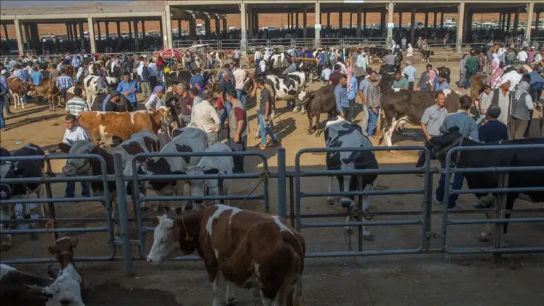 Kurbanlık Alacaklar Dikkat! İstanbul’a Giriş Tarihleri Belli Oldu