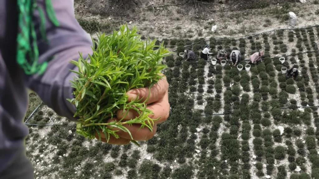 Zahter Hasadı: 12 Saatte Şifa Deposu Oluşumu