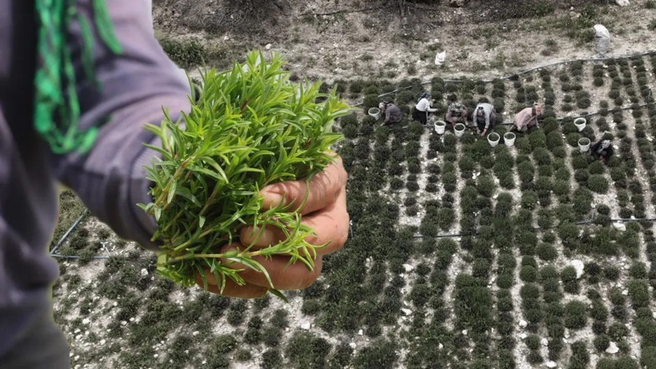 Zahter Hasadı: 12 Saatte Şifa Deposu Oluşumu