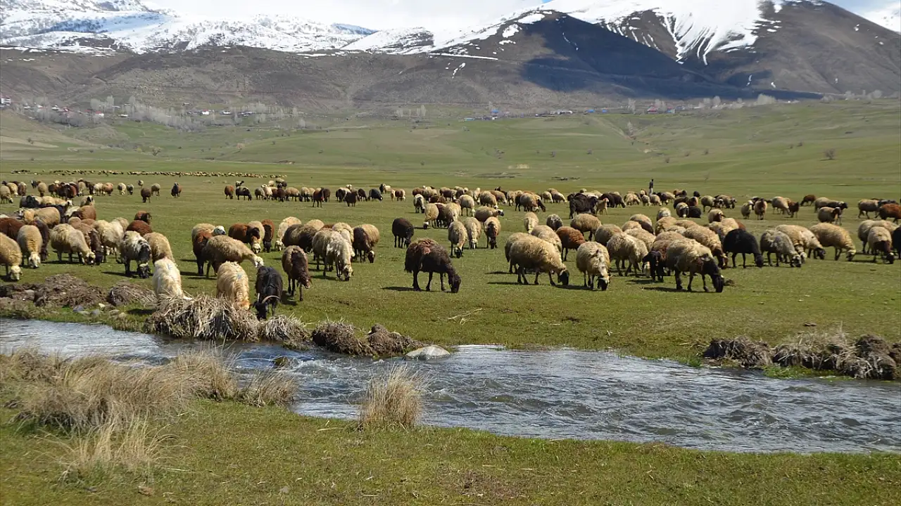 Muş’ta Baharın Gelişi Koyun Sürülerini Meralarda Canlandırdı