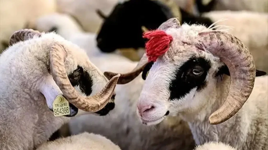 Kurban Bayramı İkramiyeleri Ne Zaman Yatacak?