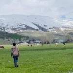 Ağrı Patnos’ta Bahar ve Kış Aynı Anda Yaşanıyor