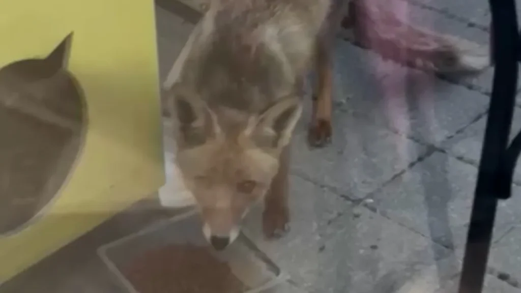 Şehirdeki Tilki: Aç Kalınca İnsanların Yanına Geldi