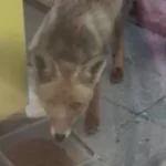 Şehirdeki Tilki: Aç Kalınca İnsanların Yanına Geldi