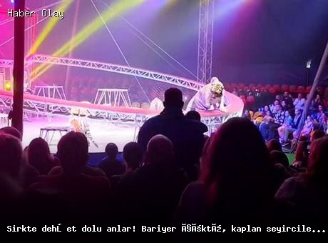 Rusya’da Sirkte Kaplansal Kaos: Seyirciler Fırtına Gibi Kaçtı