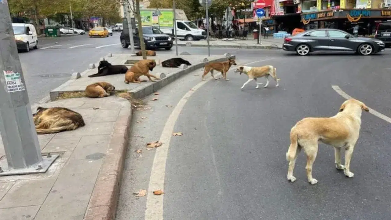 İstanbul’un Sokak Hayvanları İçin Yeni Planı Nedir?