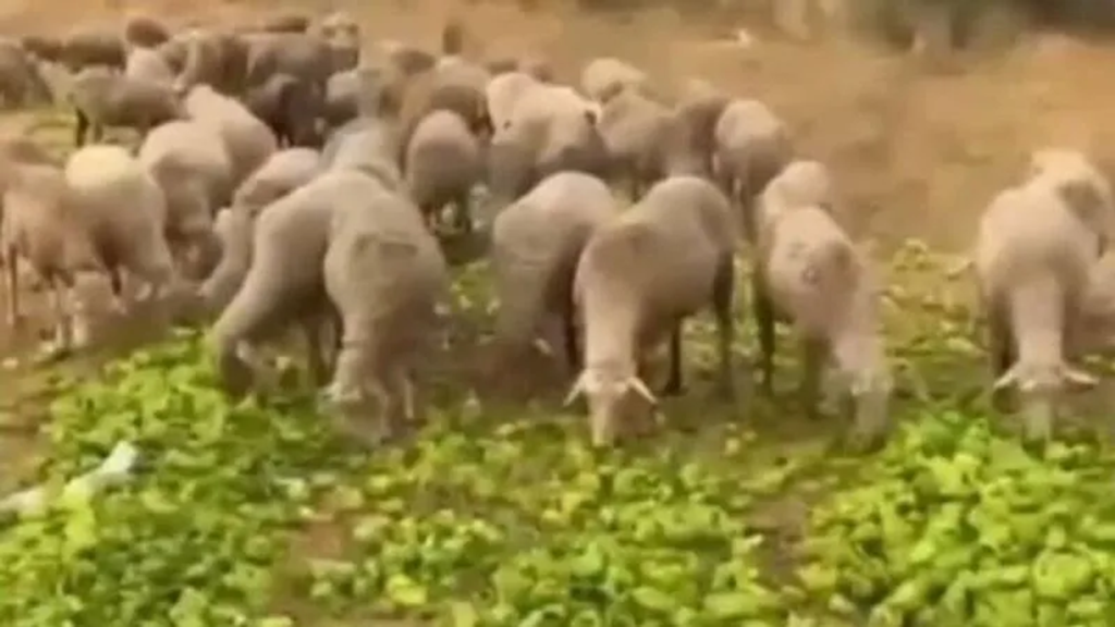 Ticaret Bakanlığı Biberlerin Hayvan Yemi Olarak Kullanımına Açıklık Getirdi