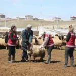 Van’da Kadın Veterinerlerin Hayvan Sağlığına Katkıları