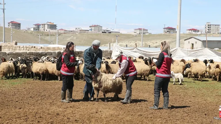 Van’da Kadın Veterinerlerin Hayvan Sağlığına Katkıları