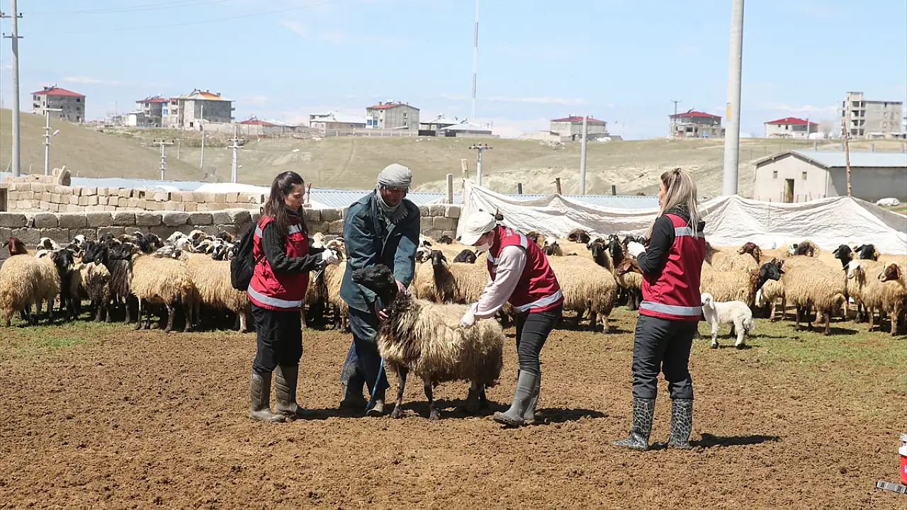 Van’da Kadın Veterinerlerin Hayvan Sağlığına Katkıları