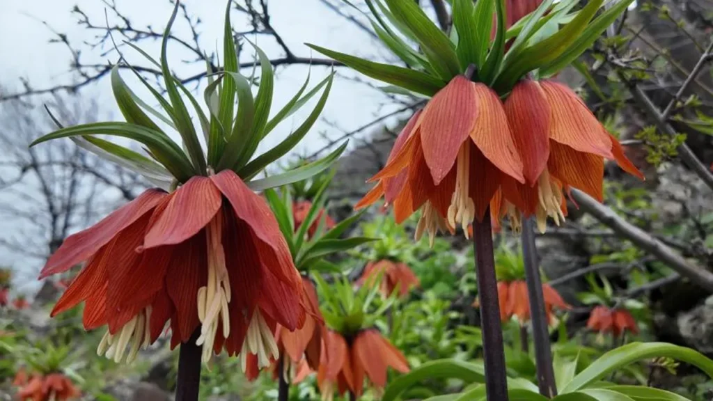 Ters Laleler: Göz Alıcı Güzellik ve Koruma İhtiyacı