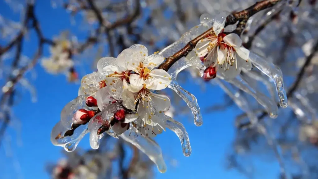 Zirai Don Hangi İllerde Görülecek ve Neden Tehlike Oluşturuyor?