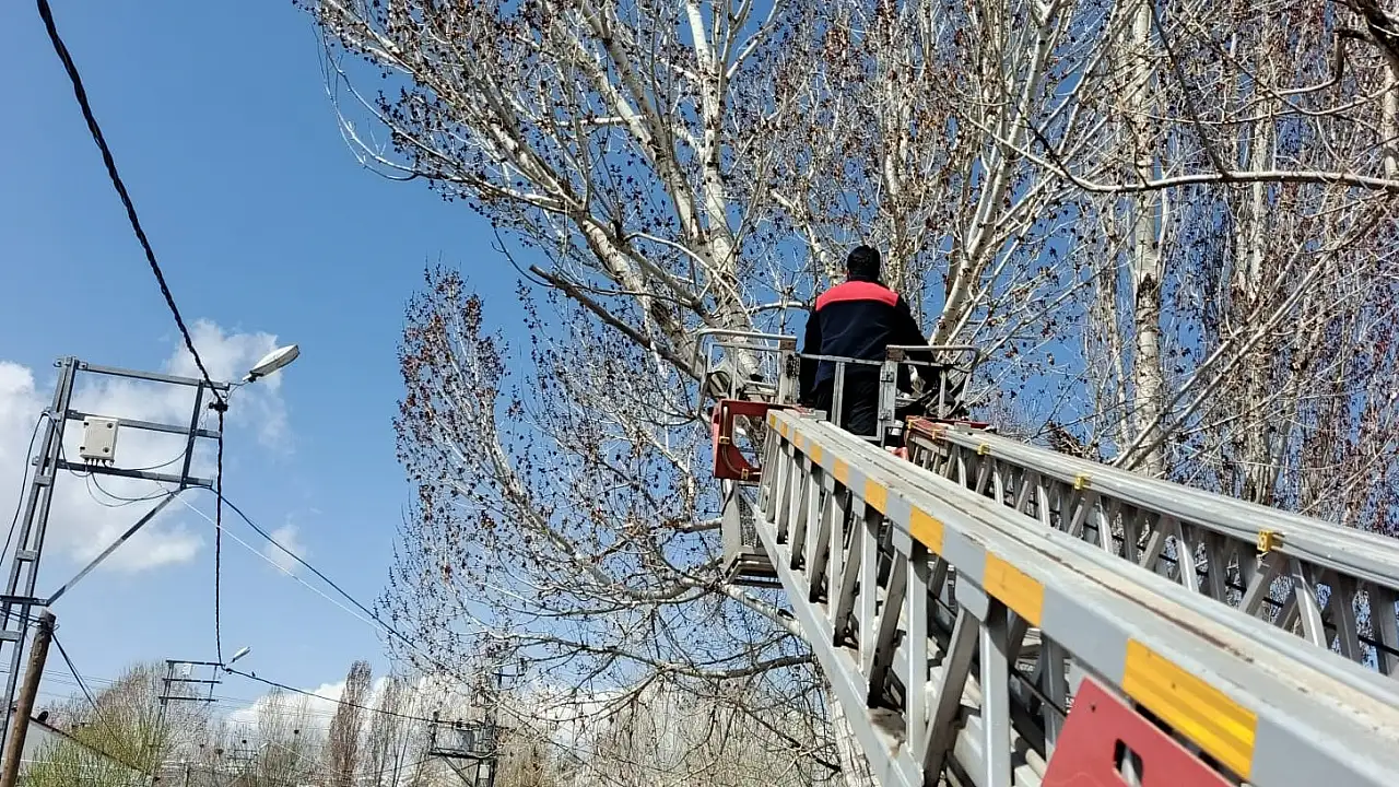 Ağrı’da Ağaçta Mahsur Kalan Kedi Neden Kurtarıldı?