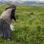 Ağrı’da Kış Hazırlığı: Şifalı Otlar Nasıl Toplanır?