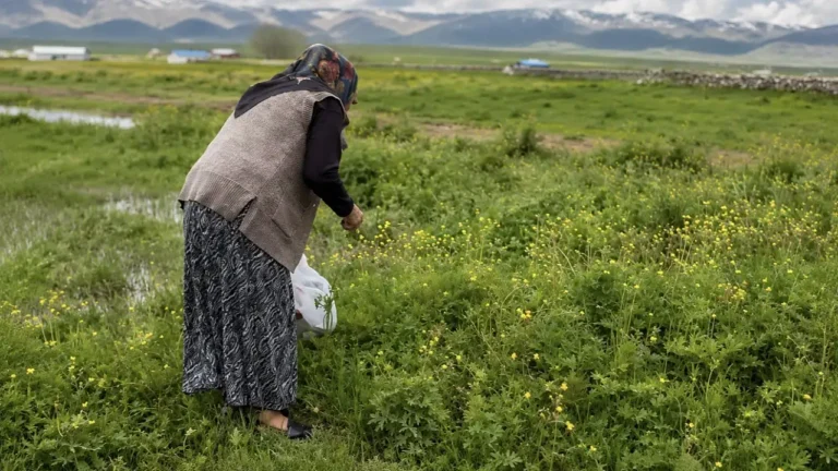 Ağrı’da Kış Hazırlığı: Şifalı Otlar Nasıl Toplanır?