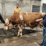 Ağrı’da dev kurbanlık rekor fiyata satıldı: 1 ton 190 kilogramlık “Bahri” 500 bin lira etti