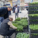 Ağrı’da Bahar Fide Sezonu: Tezgahlar Şenlendi