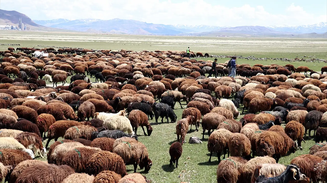 Ağrı’da Hayvanlar Bahar ile Yeniden Meralara Çıktı