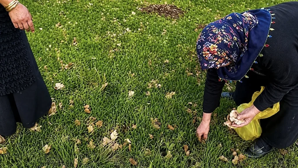 Ağrı’da Kadınlar Doğanın Şifasını Topluyor: Yöresel Lezzetler ve Ekonomi