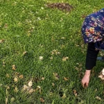 Ağrı’da Kadınlar Doğanın Şifasını Topluyor: Yöresel Lezzetler ve Ekonomi