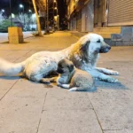 Ağrı’da kasabın önünden ayrılmayan köpekler caddenin maskotu oldular