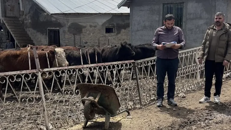 Ağrı’da Yetiştiricilere Gebe Düve Desteği Sağlandı